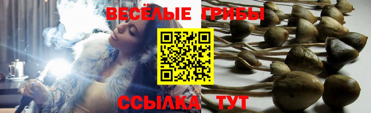 Галлюциногенные грибы прущие грибы  Вход с VPN  Чистополь 